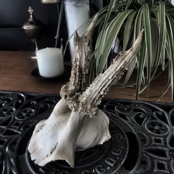 Image of Roebuck Antlers #1 