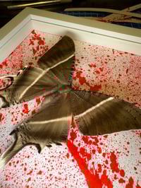 Image 2 of Tropical Swallowtail Moth