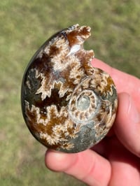 Image 3 of Ammonite Fossil | Madagascar #2994