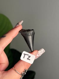 Image 20 of SMALL MEGALODON TEETH -SOUTH CAROLINA- CHOOSE YOUR OWN LOT 2 