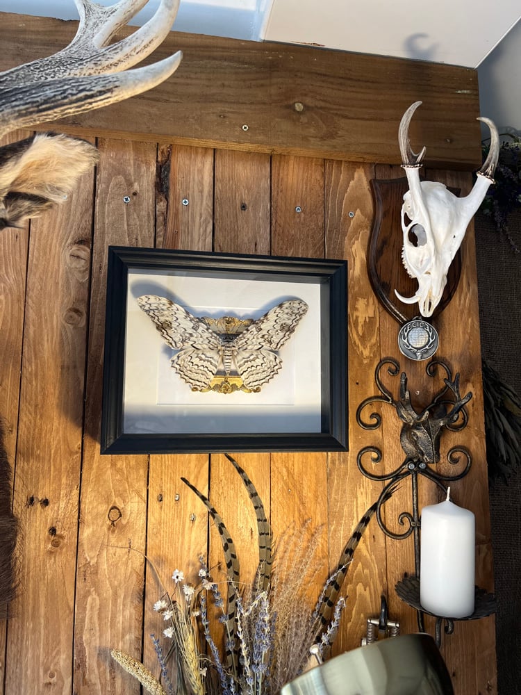 Image of Ornate Framed White Witch Moth 