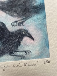 Image 3 of Hugin and Munin no 2