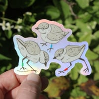 Image 2 of Piping Plover Chicks Holo 3” Sticker