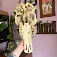Image 4 of cow skull 