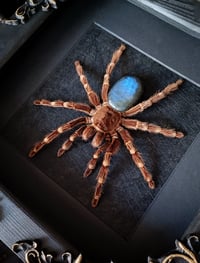 Image 2 of Large! Brazilian White knee tarantula