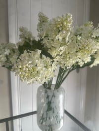 Image 3 of CONE HEADED HYDRANGEA 