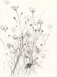buttercups no. 1