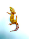 Giant White and Yellow Reverse Stripe Tangerine (Tremper) H-14