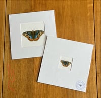 Buckeye Butterfly Giclee Print