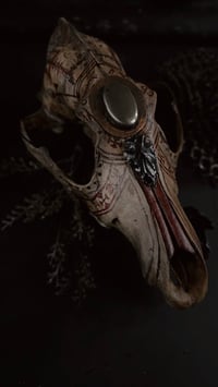 Image 1 of “Relic” coyote skull 