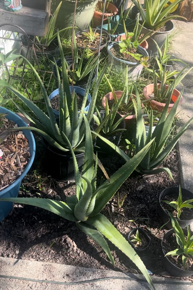 Aloe Vera Leaf