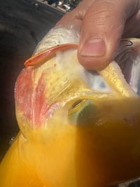 Image 3 of Lightning Trout Minnow 7 pcs (Premium)