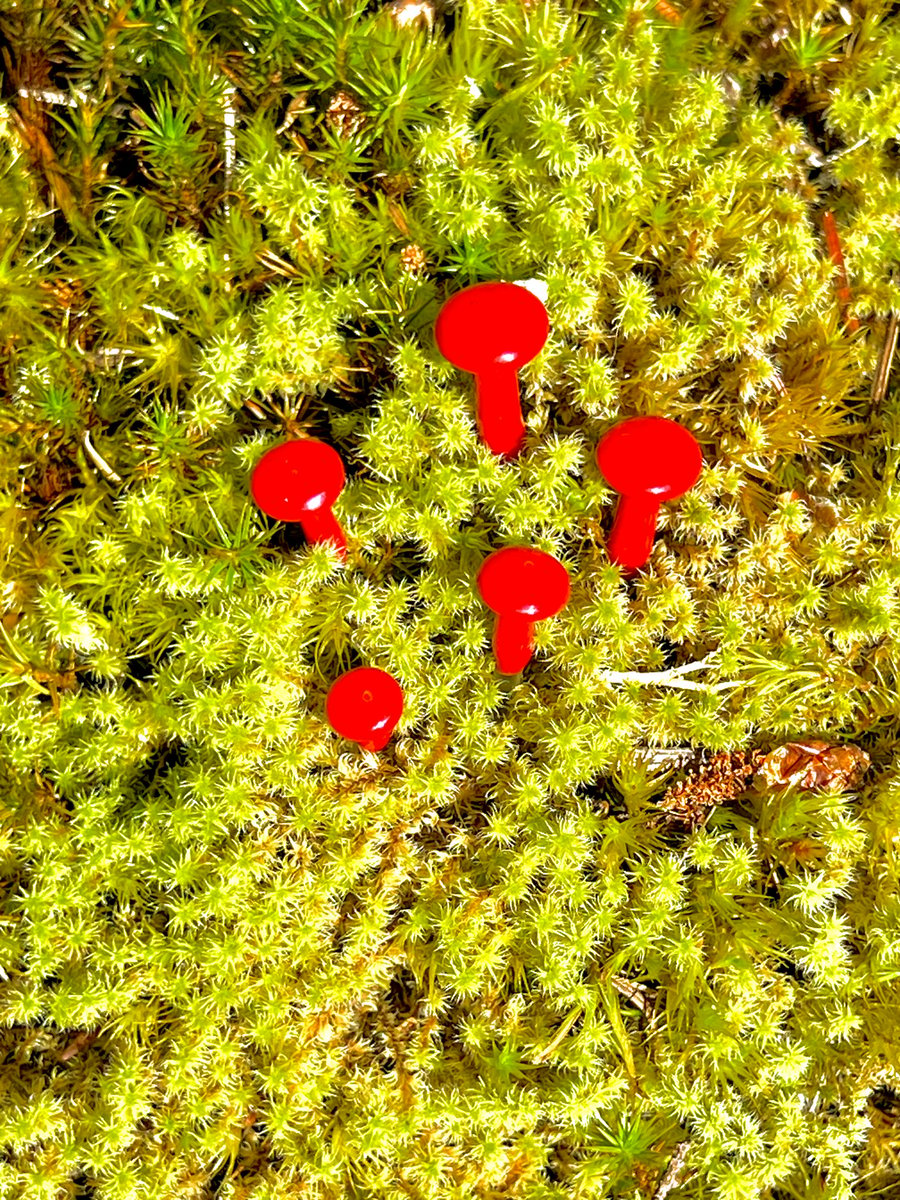 Image of 5 Red Mushroom Plant Spikes