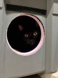 Image 15 of "Purricane Vault" Rapid Insulated Self-Warming Outdoor Cat Shelter