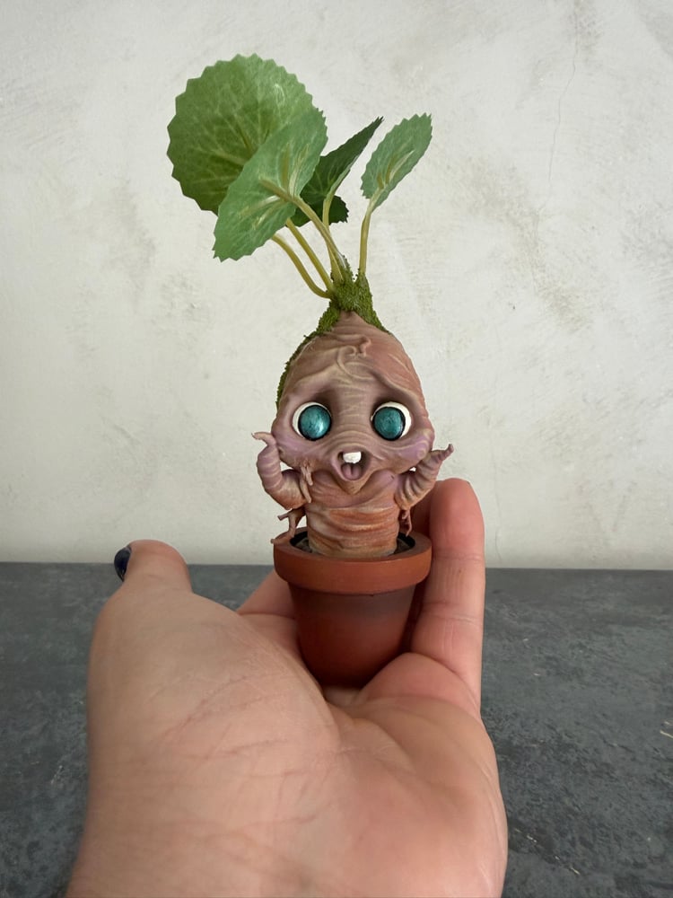 Image of Baby Mandragora piccola 