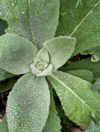Image 4 of WILD Remedies Series -APRIL 19th- Spring Unfurling