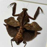 Image 3 of dead leaf mantis 