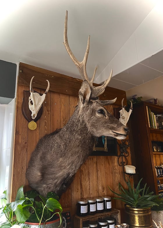 Image of Exceptional Taxidermy Sika Deer 