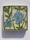 Chicory 