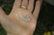 Image of lavendelfarbige Opal Ohrringe