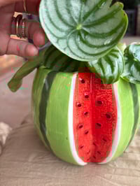 Image 1 of Watermelon Peperomia in Watermelon Pot