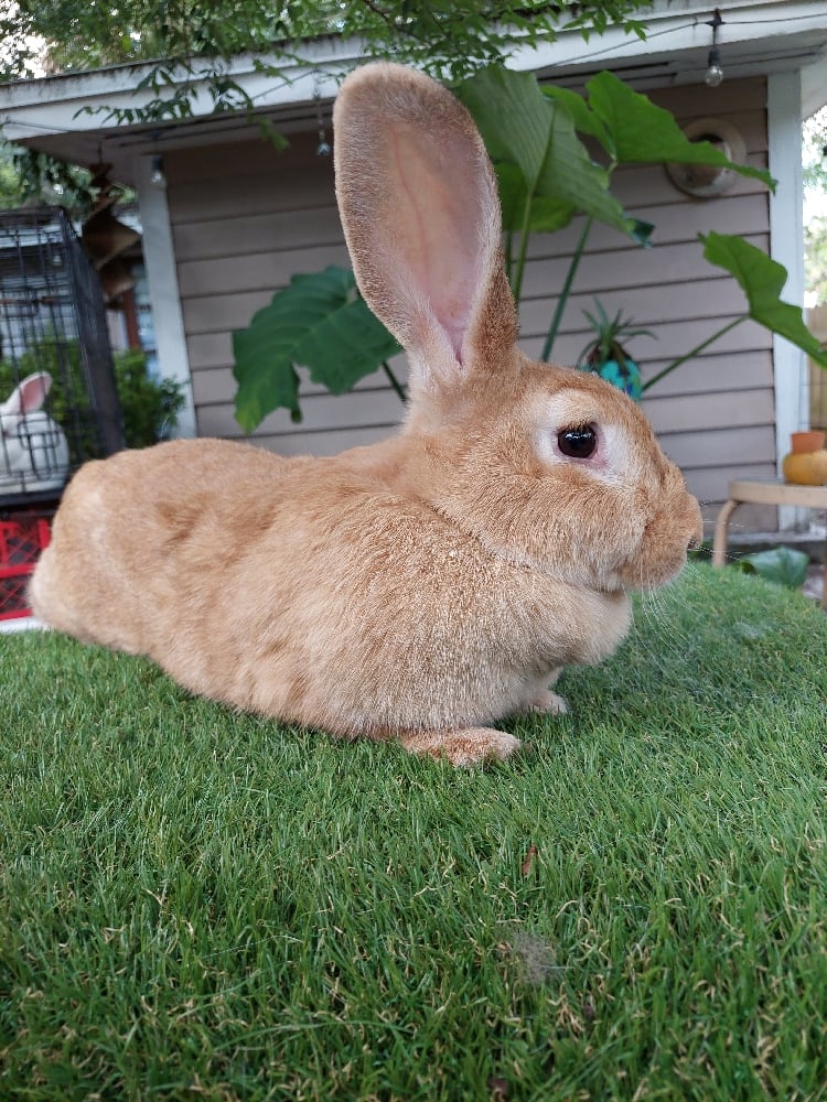 Image of Flemish Giant 11 (Fixed)