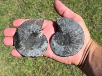 Image 7 of Black Ammonite Fossil Pair | Madagascar #2920