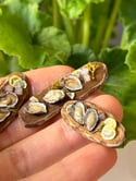 Miniature oysters 1:12 scale 