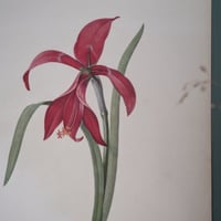 Image 8 of Planches  Anciennes les fleurs de Redouté 