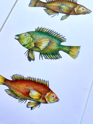 A Study of Wrasse