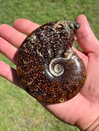 Image 10 of Ammonite Fossil | Madagascar #2921