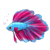 Beta Fish 