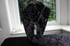 dead good ginuea pig paw and quartz pendant  Image 5