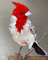 "Woody" (Scarlet Hooded Cardinal)