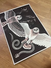 Image 2 of The barn owls night