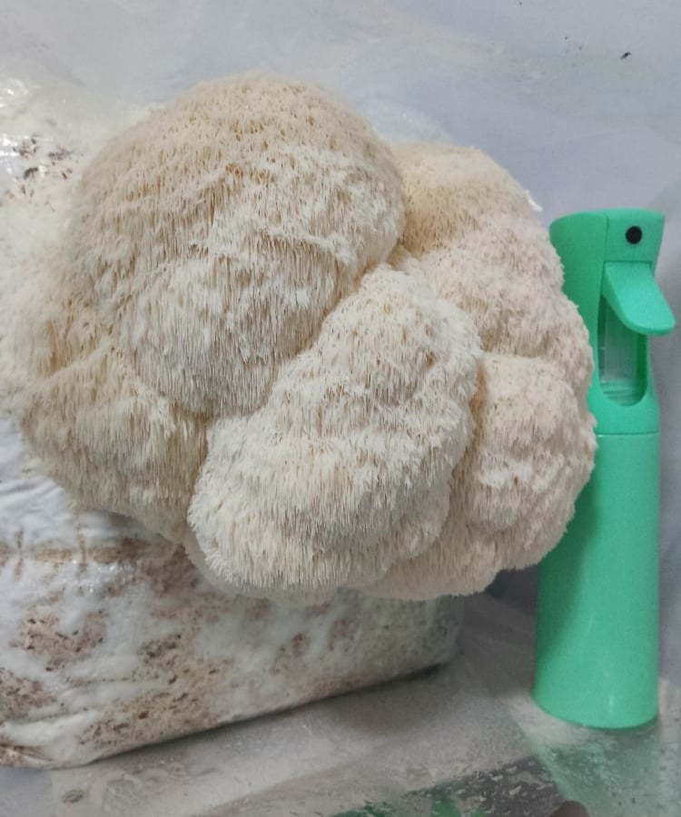 Image of Lion's Mane Grow Block