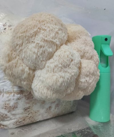 Image of Lion's Mane Grow Block