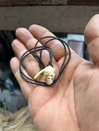 Image 3 of little Pigs tooth Skull