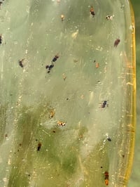Image 12 of Copal Amber With Preserved Insects #2357