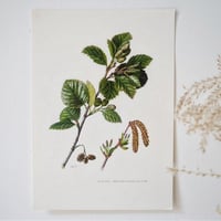 Image 1 of Planches De Botanique Aune, Platane, Erable & Peuplier
