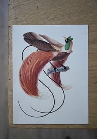 Image 9 of Planches De Bestiaire Du Muséum D'histoire Naturelle - les oiseaux .