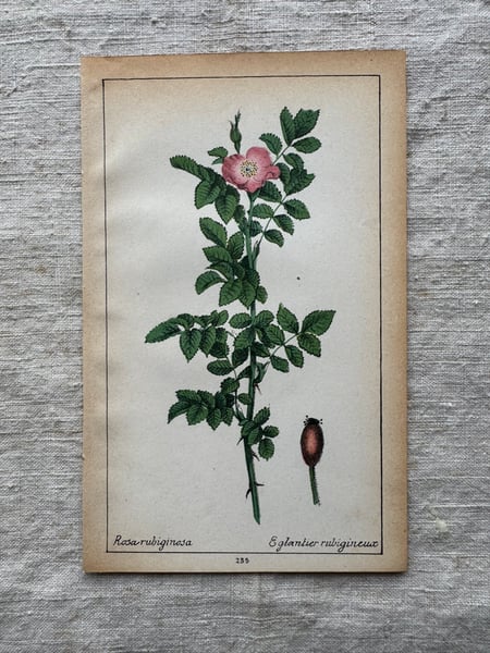 Image of Original French Botanical Plate (A)