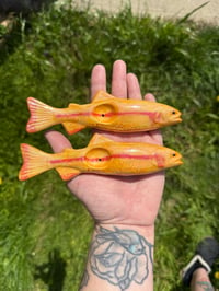 Image 2 of PRE ORDER Golden Rainbow Trout 