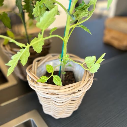 Image of Herb Basket 