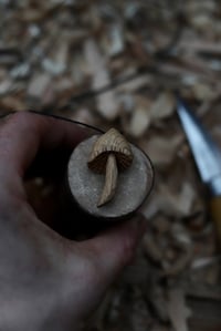 Image 3 of Oak Wood Liberty Cap Mushroom 