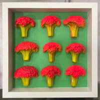 Don’t go home  9 Broccolis