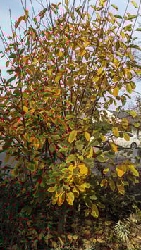 Image 2 of Cascara : Frangula purshiana