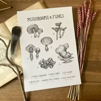 Image 1 of Mushrooms & Fungi A4 Print