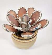 Image 3 of Stained Glass Rounded Leaf Pinky/Purple Succulent 