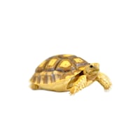  Sulcata Tortoise 